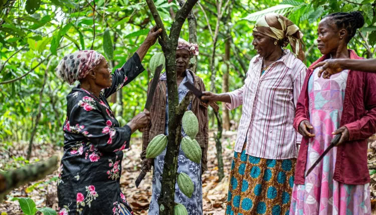 SOCODEVI Ghana, Women empowerment, Climate Change adaptation, Gender Gap, Cocoa-Based Initiatives, TogetHER, Ghana Cocoa Board, Ministry of Food and Agriculture, Nicolas Demers-Labrousse, Martha Rainer Opoku Mensah, COCOBOD, CJ Commodities, Touton Ghana, FECDO, Federated Commodities,