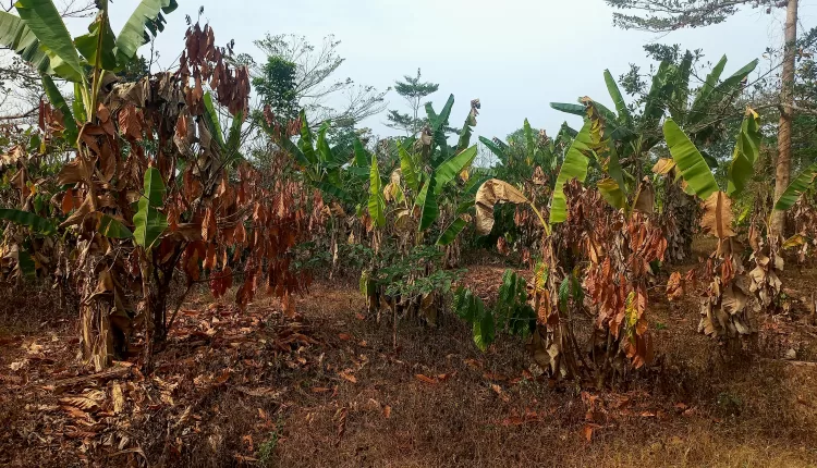 Rehabilitated cocoa farms, National Cocoa Rehabilitation Programme, Ghana Cocoa Board, COCOBOD, Afarinick Company Limited, Kumad Global Impact Limited, Cocoa farmers, Cocoa agroforestry, CHED, Western North Region, Dadieso Cocoa District, Cocoa Health and Extension Division, CSSVD, Cocoa Swollen Shoot Virus Disease,