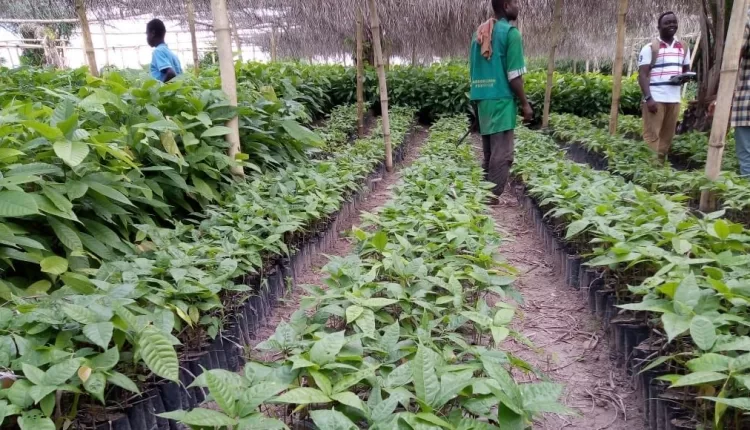 Rehabilitated cocoa farms, National Cocoa Rehabilitation Programme, Ghana Cocoa Board, COCOBOD, Afarinick Company Limited, Kumad Global Impact Limited, Cocoa farmers, Cocoa agroforestry, CHED, Western North Region, Dadieso Cocoa District, Cocoa Health and Extension Division, CSSVD, Cocoa Swollen Shoot Virus Disease, Harmattan,