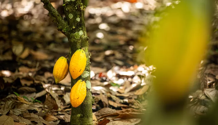 World Cocoa Foundation, WCF, Cocoa Household Income methodology, Cocoa farmers, Poverty, Living income, BMZ, GIZ, SWISSCO, WUR, KIT, CIRES, EMC,