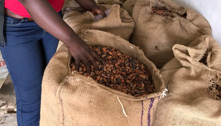 African Cocoa Martkeplace, ACM, Dr Kristy Leissle, Ghana, Ghana Cocoa Board, Sustainability, Cocoa production, Cocoa trade,