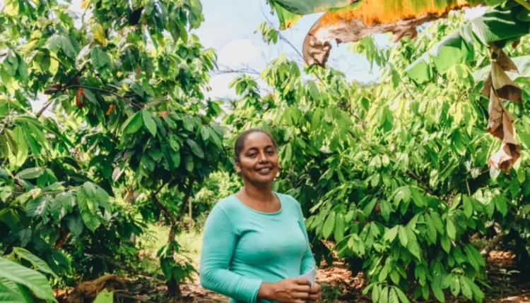 Atenea chocolate cordillera, Cocoa, Colombia, Sustainability,