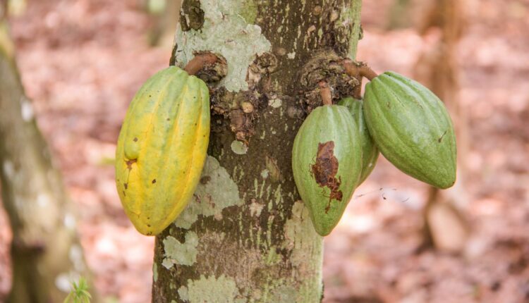 Seidu Abu, CHED, Regional Manager, Oti Region, Cocoa cocoa climate, Cocobod, Joseph Boahen Aidoo, Ghana, Cocoa agroforestry, Cocoa rehabilitation, Carbon sequestration, fossil fuels, deforestation, CSSVD, Ivory Coast, Cocoa Marketing Company, CMC, Commercial cocoa production, Cocoa Health and Extension Division, Large Scale Cocoa,