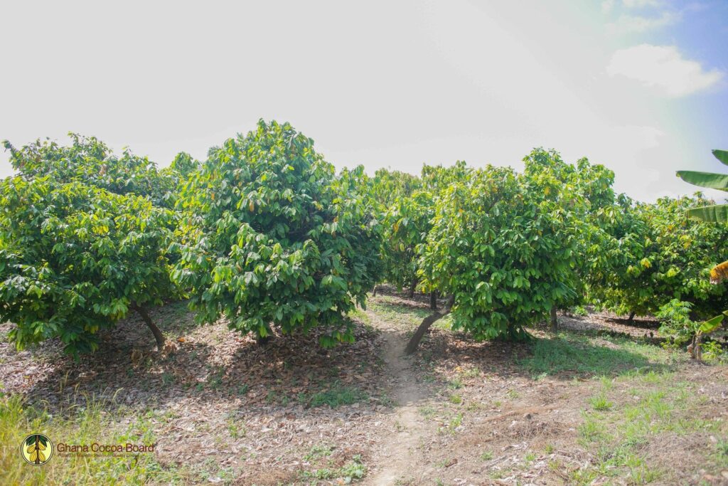 Savanna Cocoa, Northern Ghana Cocoa, Mohammed Yinchala, Dr Francis Baah, Dr Randy Abbey, Nanumba cocoa farm,