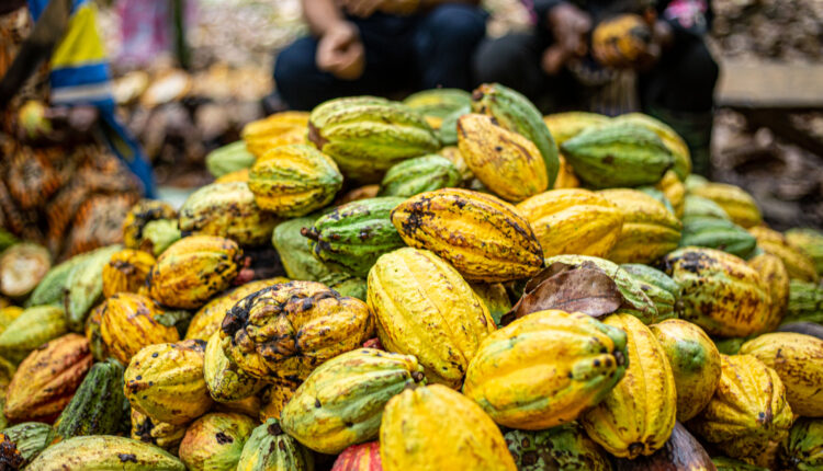 Ghana cocoa price, producer price, light crop season, global cocoa prices, COCOBOD,